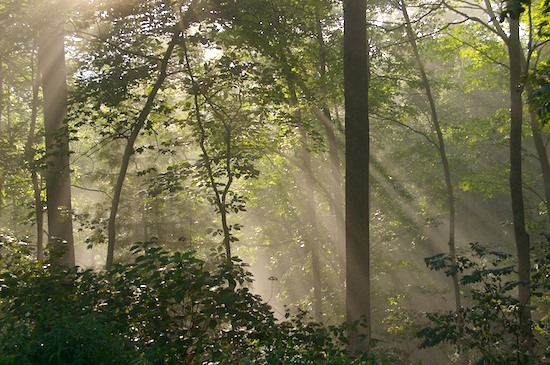 Forest;Great Smoky Mountains;Nature Conservancy;Oneness;Pure;Sunlight;Sunrise;Tapoco;Tennessee;Trees;Waterfall