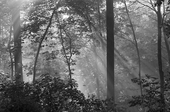B&W;Black and White;Foliage;Forest;Great Smoky Mountains;Leaf;Leafy;Leaves;morning;Nature Conservancy;Oneness;Pure;Sunlight;Sunrise;Tapoco;Tennessee;Timber;Timberland;Trees;Vein;Waterfall;Wood;Woodland;Woodlands;Woods