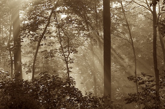 Black and White;Foliage;Forest;Great Smoky Mountains;Leaf;Leafy;Leaves;morning;Nature Conservancy;Oneness;Pure;Sepia;Sunlight;Sunrise;Tapoco;Tennessee;Timber;Timberland;Trees;Vein;Waterfall;Wood;Woodland;Woodlands;Woods