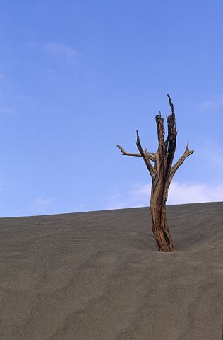Tree Trunk;Trees;Bush;Shrub;Herbaceous;Woodland;Branch;Branches;Leafy;Bark;Trunk;Plant;Desert;Sand;Sky;Dry;Dead;Abstract;Abstractions;Patterns;Shapes;Textures;Nature;Vertical;Scenic View;Scenics;Sunlight;Sun;Beams;Sunbeam;Rays;Light;Luminance;Illuminate