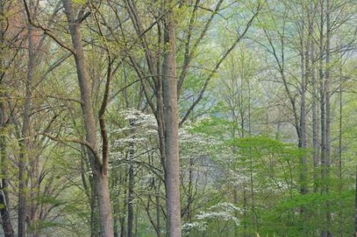 Floweret;Stamen;Pistel;Trunk;Woods;Petal;Tree Trunk;Tree;Flower;Branch;Trees;Flowers;Flowering;Branches;Timber;Wood;Woodlands;Blossoms;Plant;bark;White;Spring;Timberland;Woodland;Green;Forest;Bloom;Brown;Petals;Blossom;Herbaceous