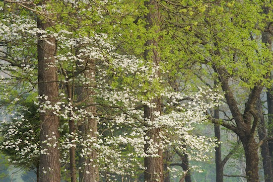 Bark;Bloom;Blossom;Blossoms;Branch;Branches;brown;Brown;Floret;Flower;Floweret;Flowering;Flowers;Foliage;Forest;green;Green;Herbaceous;Leaf;Leafy;Leaves;Petal;Petals;Pistel;Pistil;Plant;Spring;Stamen;Timber;Timberland;Tree;Tree Trunk;Trees;Trunk;Vein;white;White;Wood;Woodland;Woodlands;Woods