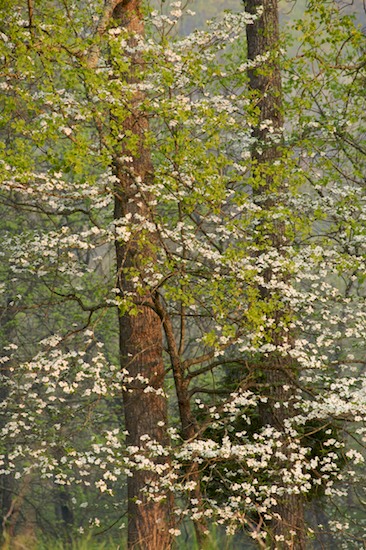 Bark;Bloom;Blossom;Blossoms;Branch;Branches;brown;Brown;Floret;Flower;Floweret;Flowering;Flowers;Foliage;Forest;green;Green;Herbaceous;Leaf;Leafy;Leaves;Petal;Petals;Pistel;Pistil;Plant;Spring;Stamen;Timber;Timberland;Tree;Tree Trunk;Trees;Trunk;Vein;white;White;Wood;Woodland;Woodlands;Woods