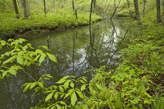 Wood;Woodland;Woods;Timber;Timberland;Forest;Brook;Creek;Rivulet;Streamlet;Stream;Reflections;Reflection