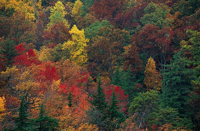Fall Scenes;Forest;Leaf;Leaves;Nature;Trees;Autumn