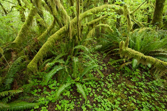 Forest;Green;Plants;Trees;Woodland