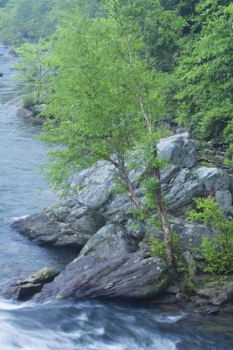 Riverbed;Stream;Brook;Green;brook;Streamlet;Water;Creek;River;stream;creek;Rivers;Rivulet;waterway;Flowing