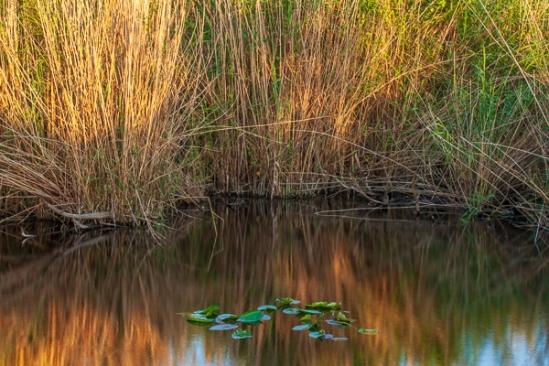 Botanical;Brown;Calm;Flowers & Plants;Gold;Habitat;Healing;Health care;Healthcare;Lily Pads;Mirror;Nature;Pastoral;Ripple;Sunlight;Sunshine;Swamp;Tan;Wabi Sabi;Water;Waterscape;Yellow;botanicals;green;lake;landscape;leaves;marsh;oneness;orange;peaceful;pond;pool;red;reflection;reflections;restful;serene;soothing;sunlit;tranquil;zen