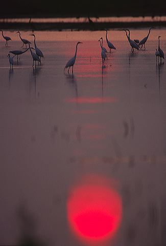 Pool of Water;Reflections;Water;Oneness;Sunset;Dusk;Twilight;evening;Nightfall;Sundown;Bird;Ornithology;Avian;Beak;Feathers;Wings