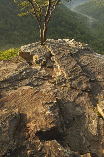 Plant;Trunk;Bark;Leafy;Branches;Branch;Woodland;Herbaceous;Shrub;Bush;Trees;Tree Trunk;Striation;Stone;Rock;Boulder;Geology;Geological;Rock formations;Rocks;Range;Pinnacle;Summit;Mountainous;Peak;Precipice;Mountain Top;Mountains;Mountain;Glen;Hollow;Canyon;Gorge;Cove;Valley;Wood;Woods;Timber;Timberland;Forest;Haze;Obscured;Mist;Misty;Foggy;Fog