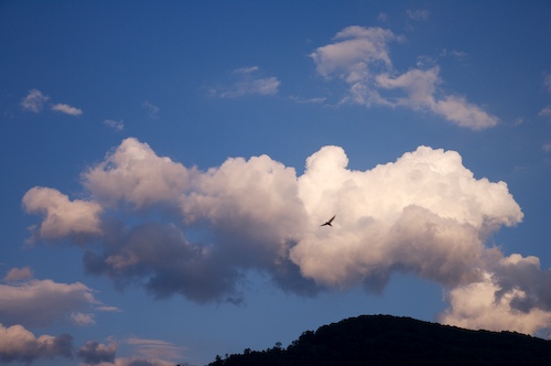 Bird;bird;Cloud;Cloud Formation;Clouds;Contour;flyimg;Flying;Form;Mountain;Mountain Top;Mountainous;Mountains;Norma;Northern Cumberlands;Outline;Peak;Pinnacle;Precipice;Profile;Range;Shadow;Shape;Silhouette;Sky;Summit;Sundquist Wildlife Management Area;Tennessee;Weather