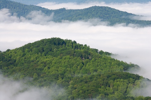Fog;Foggy;Forest;Haze;Mist;Misty;Mountain;Mountain Top;Mountainous;Mountains;Norma;Northern Cumberlands;Obscured;Peak;Pinnacle;Precipice;Range;Summit;Sundquist Wildlife Management Area;Tennessee;Timber;Timberland;Wood;Woodland;Woodlands;Woods