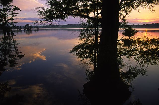 Swamp;Swamps;Bog;Marsh;Bayou;Water;Lake;Pond;Body of Water;Wet;Cool;Deep;Clear;Pool;Reservoir;Tree Trunk;Trees;Bush;Shrub;Herbaceous;Woodland;Branch;Branches;Leafy;Bark;Trunk;Plant;Sunset;Dusk;Twilight;evening;Nightfall;Sundown;Pool of Water;Reflections;Oneness