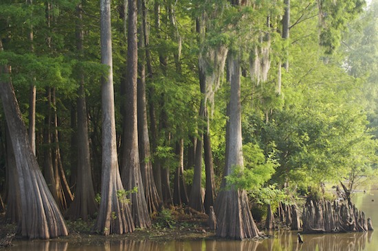 Bark;Bog;Bottomland;Branch;Branches;Bush;Flood Plain;Forest;Green;Hardwood;Herbaceous;Lagoon;Lake;Leafy;Low Lying;Marsh;Mire;Msrap;Muskeg;Plant;Pond;Pool;Reservoir;Shrub;Swamp;Swamps;Tree Trunk;Trees;Trunk;Water;Woodland