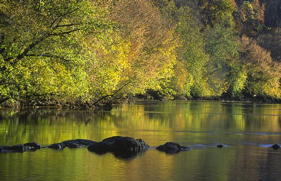 Rivers;River;Riverbed;Water;Flowing;waterway;stream;creek;brook;Striation;Stone;Rock;Boulder;Geology;Geological;Rock formations;Rocks;Plant;Trunk;Bark;Leafy;Branches;Branch;Woodland;Herbaceous;Shrub;Bush;Trees;Tree Trunk;Reflections;Reflection