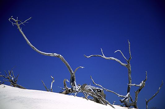 Abstract;Abstractions;Patterns;Shapes;Textures;Ocean;Beach;Waves;Shore;Shoreline;Sand;Wet;Water;Sandy;Sea;Tree Trunk;Trees;Bush;Shrub;Herbaceous;Woodland;Branch;Branches;Leafy;Bark;Trunk;Plant