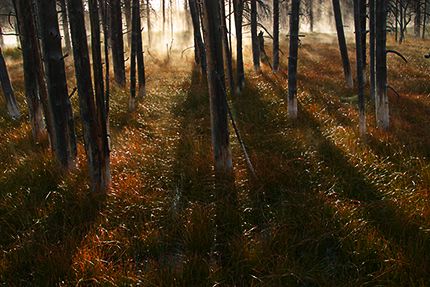 Sunlight;Sun;Beams;Sunbeam;Rays;Light;Luminance;Illuminate;Forest;Trees;Leaves;Leaf;Plants;Woods;Bark;Outdoors;Nature;Natural;Woodland