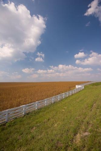 Barn;Plants;Flora;Herbaceous;Architecture;Greenery;Estate;Sky;Herb;Farm;Botanicals;Fence;Family Farm;Foliage;Herbage;Ranch;Clouds;Agriculture;Botany;Garden;Cultivate;Plantation;Farming;Vegetation