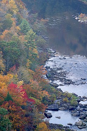 Cumberland Plateau;Fall Scenes;Forest;Leaf;Leaves;Nature;Trees;Plants;Woods;Bark;Outdoors;Natural;Woodland;Big South Fork National Recreat;Tennessee;Abstract;Fall Scene;Autumn;Abstractions;Patterns;Shapes;Textures;Botanical;Vegetation;Foliage;Veins;Compound;Leaflet;Stream;Creek;Brook;Rivulet;Water;Flow;Flowing;Wet;Tributary;Cascade;Gush;Streamlet;Torrent;Pouring;White Water;Rapids;Bubbling;River;Oneness;Fog;Mist;Damp;Misty;Foggy;Obscured