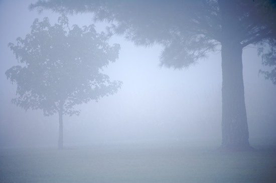 Bark;Branch;Branches;Bush;Damp;Fog;Foggy;Herbaceous;Leafy;Mist;Misty;Obscured;Oneness;Plant;Shrub;Tree Trunk;Trees;Trunk;Woodland