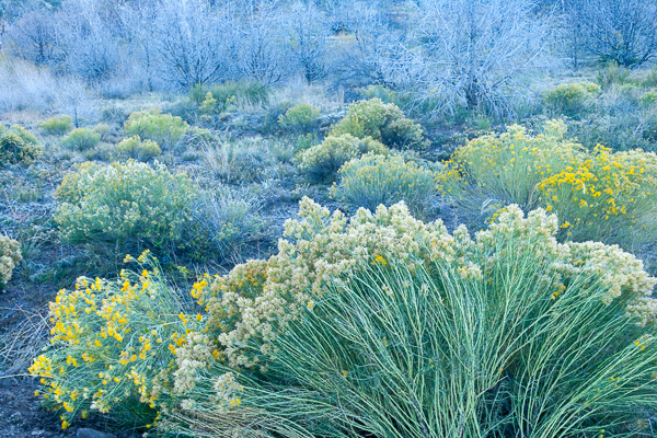 Abstract;Abstractions;Alamosa;Bloom;Blossom;Blossoms;Blue;Blues;Botanical;Branches;Bud;Bush;Calm;Close-up;Colorado;Cool Colors;Cool Palette;Cool Tones;Ericameria nauseosa;Flora;Floral;Floweret;Flowering;Flowers;Flowers & Plants;Great Sand Dunes National Park and Preserve;Healing;Herbaceous;Leafy;Nature;Pastoral;Patterns;Petal;Plant;Rubber Rabbitbrush;Seed Head;Shrub;Stock categories;Tan;Textures;Tree;Warm Colors;Warm Palette;Warm Tones;Woodland;Yellow;bark;bloom;blue;botanicals;branch;chamisa;color;flora;floral;flower;foliage;grass;green;grey;landscape;leaves;limbs;oneness;peaceful;plants;serene;shapes;soothing;tranquil;tree limbs;tree trunk;trees;trunk;wildflower;yellow