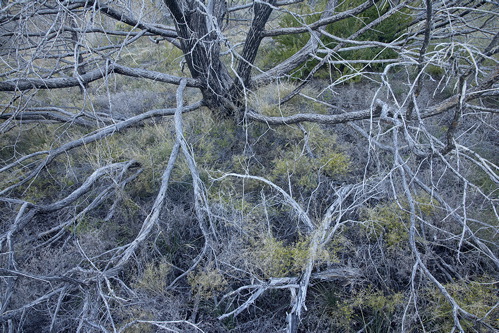 Colorado;Alamosa;Great Sand Dunes National Park and Preserve;Textures;Shapes;Patterns;Abstractions;Abstract;Plant;Trunk;Bark;Leafy;Branches;Branch;Woodland;Herbaceous;Shrub;Bush;Trees;Tree Trunk