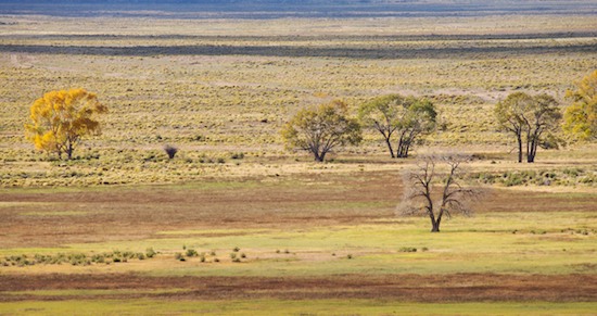 Autumn;Brown;Fall;Great Sand Dunes National Park and Preserve;Green;Plain;Sage Brush;Tan;Tree;Valley;Yellow