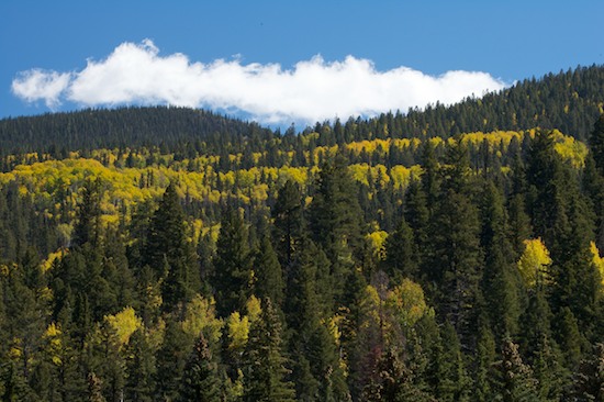 Autumn;Blue;Cloud;Cloud Formation;Clouds;Colorado;Fall;Forest;Green;Sky;Timber;Timberland;Weather;Wolf Creek Pass;Wood;Woodland;Woodlands;Woods;Yellow