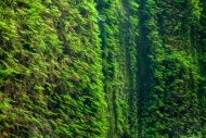 Abstract;Abstraction;Abstractions;Botanical;Brown;California;Calm;Fern-Canyon;He