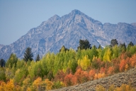 Autumn;Bark;Branch;Branches;Fall;Grand-Tetons;Herbaceous;Mountain;Mountain-Top;M