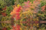 Autumn;Brown;Fall;Forest;Forested;Gold;Green;Healing;Health-care;Healthcare;Lake