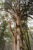 Tree-Trunk;Trees;Bush;Shrub;Herbaceous;Woodland;Branch;Branches;Leafy;Bark;Trunk