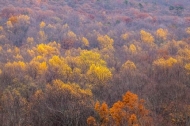 Autumn;Brown;Fall;Forest;Forested;Gold;Great-Smoky-Mountains-National-Park;Green