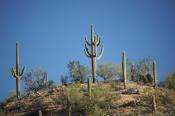 Arizona;Blue;Cactus;Desert;Green