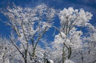 Bark;Blue;Branch;Branches;Cold;Freeze;Frozen;Herbaceous;Ice;Plant;Pond;Snow;Tree