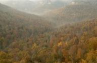 Tennessee;Cumberland-Plateau;Seasons;Forest;Fall-Scenes;Leaves;Leaf;Plants;Valle