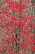 Forest;Fall-Scenes;Leaves;Trees;Red;Nature;Leaf