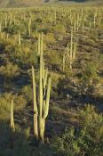 Arizona;Cactus;Desert;Green