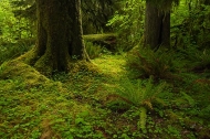 Plants;Forest;Woodland;Trees;Leaves;Leaf;Woods;Bark;Outdoors;Nature;Natural