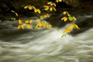 Brook;Brown;Cascading;Foliage;Tan;Autumn;zen;Pouring;Fall;Rocky;Leaves;Great-Smo
