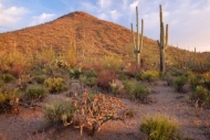 Sky;Arid;Bluff;Dry;Cactus;Blue;Mountainous;Desert;Saguaro-National-Park;cactus;C