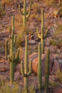 Boulder;Hillside;Boulders;cactus;Desert;Hill;cacti;Mountainside;Carnegiea-gigant