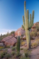Arid;Bluff;Rock-Formations;Rocks;Rock-Face;Arizona;Pinnacle;Mountainous;Plants;M