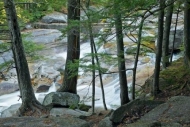 Fall;Stream;tree;Autumn;tree-trunk;Cascading;Rocky;New-England;bark;branches;Roc