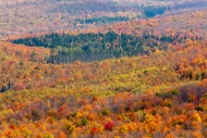Abstract;Abstraction;Autumn;Branches;Calm;Fall;Forest;Habitat;Hill;Hills;Hilltop