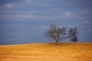 Cloud;branches;Cloud-Formation;Landscape;Sunlight;Sunshine;Tan;Sky;Brown;Clouds;