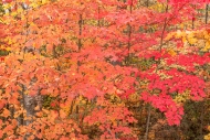 Autumn;Brown;Calm;Concepts;Fall;Forest;Forested;Gold;Great-Lakes;Habitat;Healing
