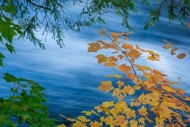 Blue;Blues;Branches;Cool-Colors;Cool-Palette;Cool-Tones;Gold;Great-Lakes;Maple;M