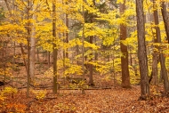 Autumn;Branches;Brown;Calm;Fall;Fallen-Leaves;Forest;Forested;Gold;Horizontal;Le