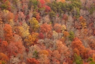 Gray;Mountainside;Landscape;Fall;Gold;tree-limbs;Outdoor;tree-trunk;Little-River